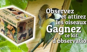 Observez et identifiez les oiseaux qui nous entourent