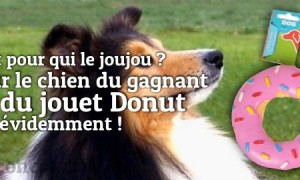 Non Homer, tu ne gagneras pas le jouet Donut pour chiens